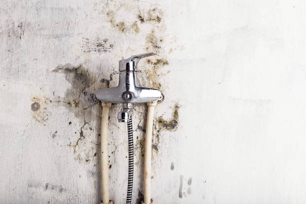 Best Toxic Mold Removal  in Manchaca, TX