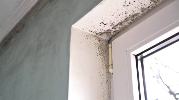 Best Local Mold Removal Service  in Manchaca, TX