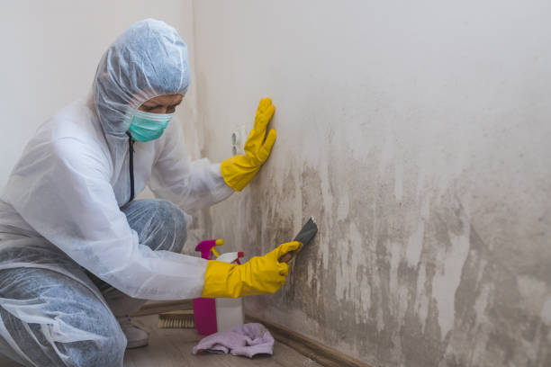 Best Fast Mold Removal  in Manchaca, TX