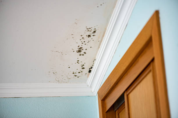 Best Attic Mold Removal  in Manchaca, TX