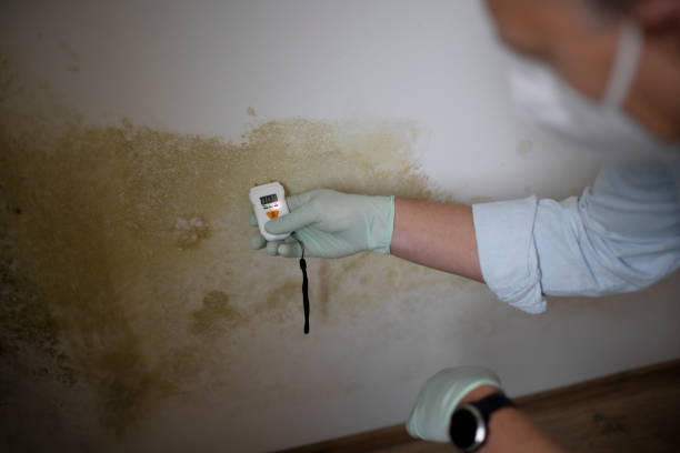 Certified Mold Removal in Manchaca, TX