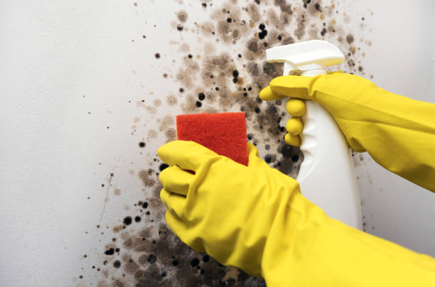 Best Affordable Mold Removal  in Manchaca, TX