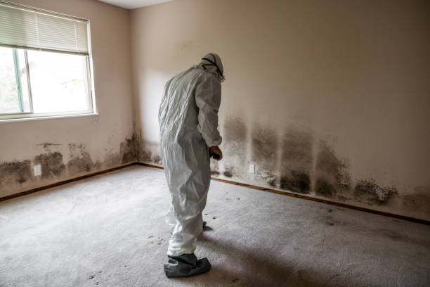 Best Mold Remediation  in Manchaca, TX