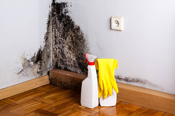 Best Fast Mold Removal  in Manchaca, TX