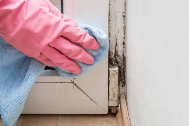 Best Office Mold Removal Services  in Manchaca, TX
