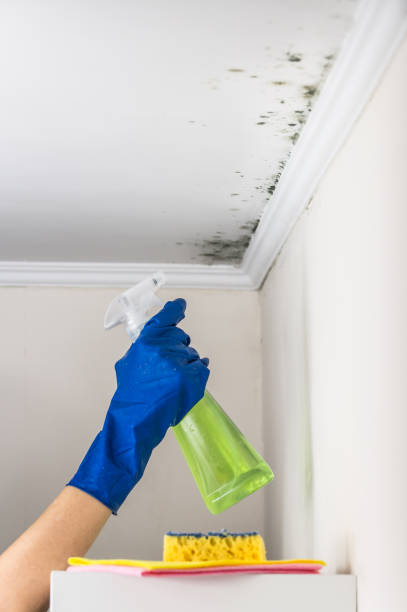 Best Mold Removal Process  in Manchaca, TX
