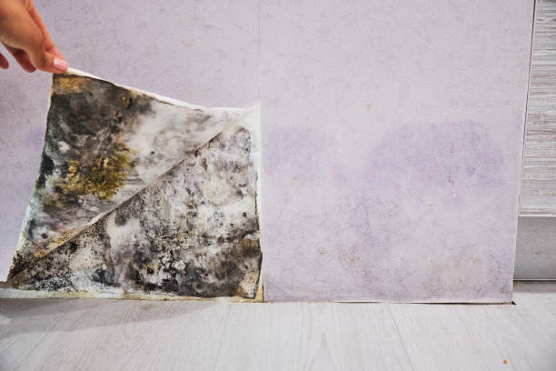 Best Residential Mold Removal  in Manchaca, TX